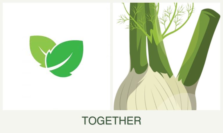 Can you plant mint and fennel together?