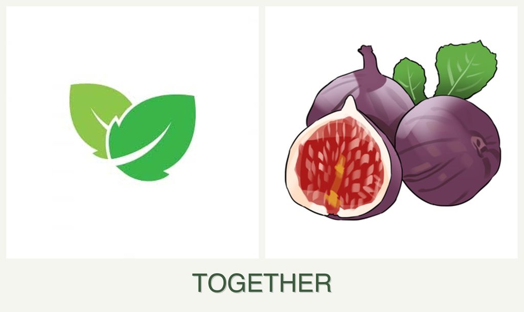 Can you plant mint and figs together?