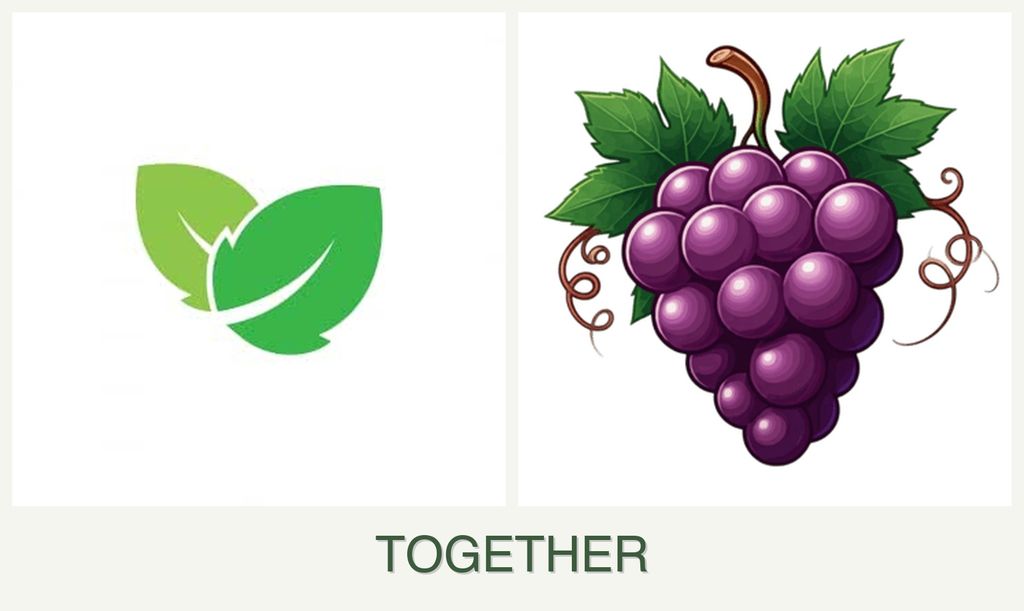 Can you plant mint and grapes together?