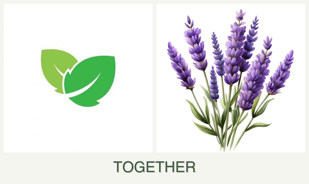 Can you plant mint and lavender together?