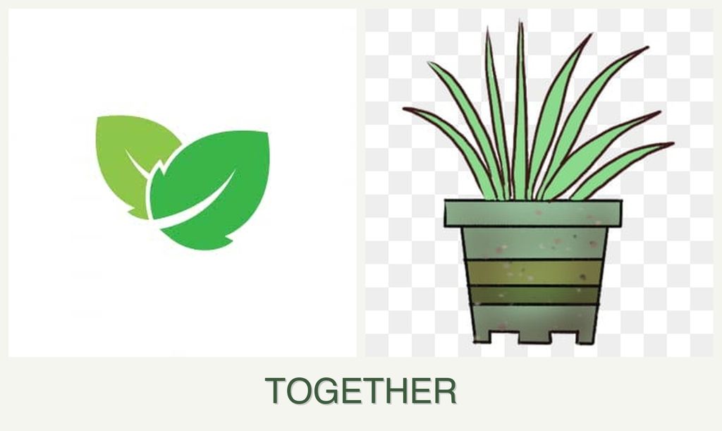Can you plant mint and lemongrass together?
