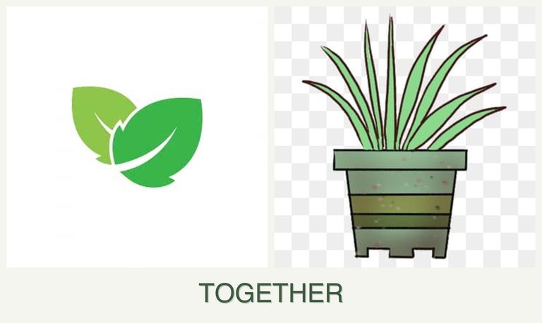 Can you plant mint and lemongrass together?