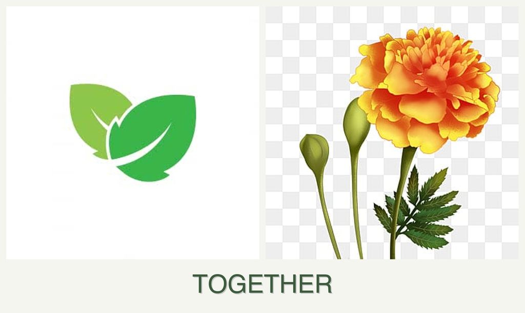 Can you plant mint and marigolds together?