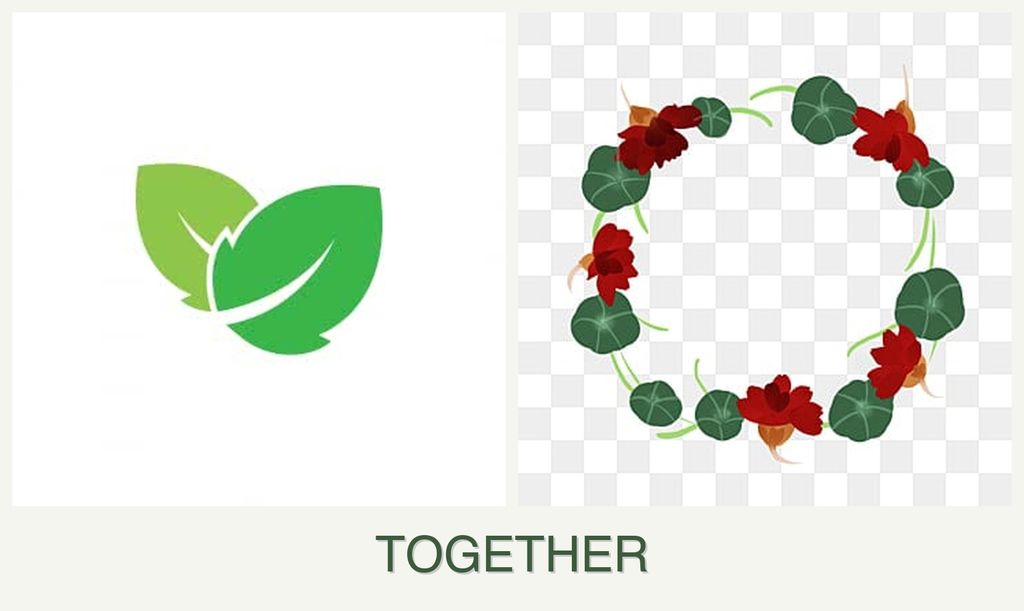 Can you plant mint and nasturtiums together?
