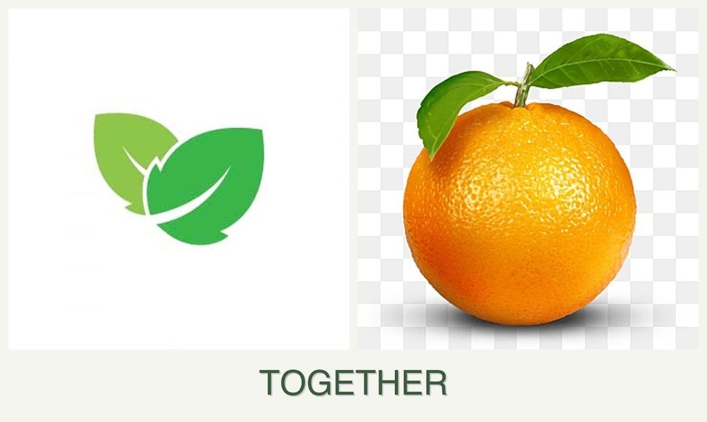 Can you plant mint and oranges together?