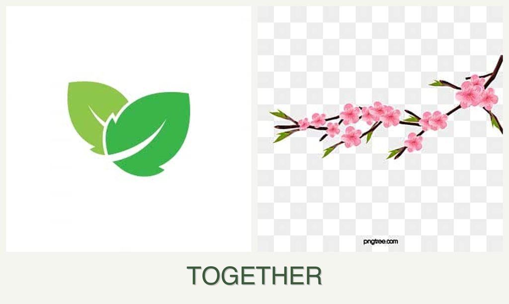 Can you plant mint and peaches together?