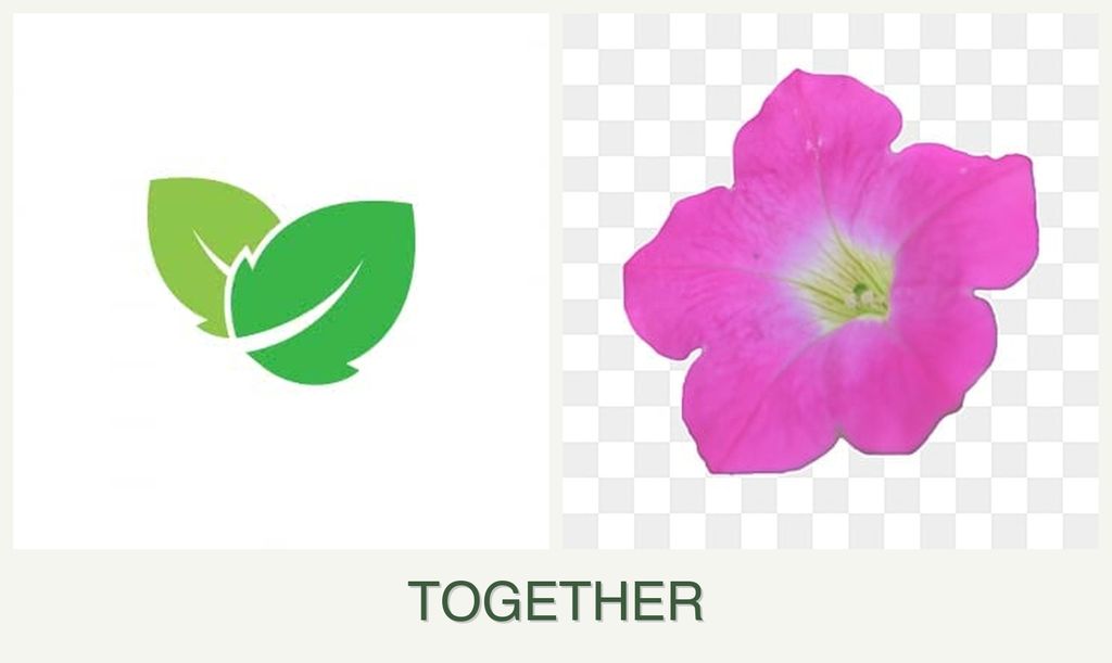 Can you plant mint and petunias together?
