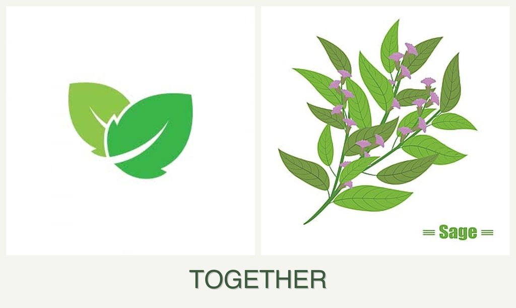 Can you plant mint and sage together?
