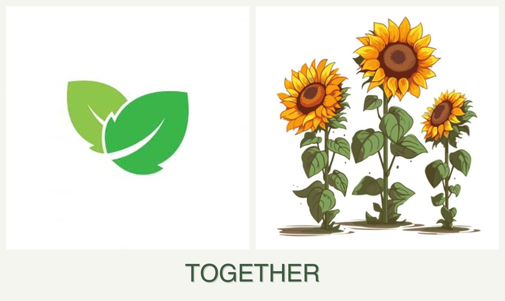 Can you plant mint and sunflowers together?