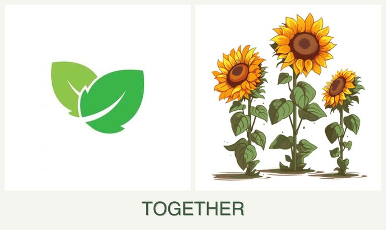 Can you plant mint and sunflowers together?
