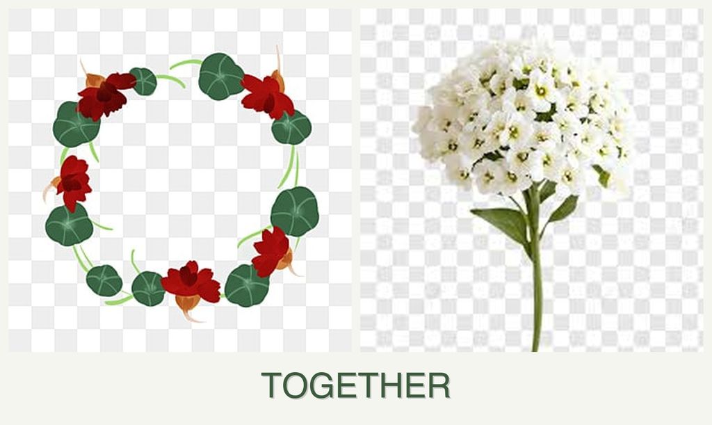 Can you plant nasturtiums and alyssum together?