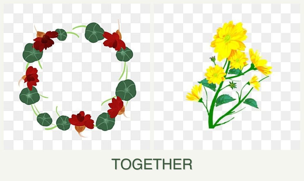 Can you plant nasturtiums and calendula together?