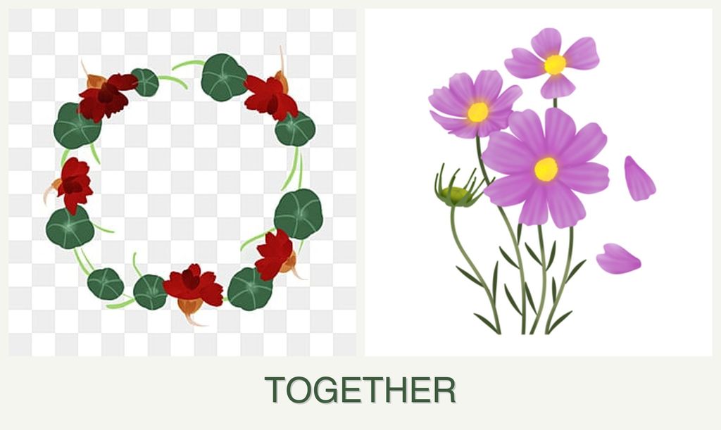 Can you plant nasturtiums and cosmos together?