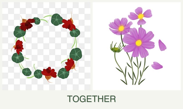 Can you plant nasturtiums and cosmos together?