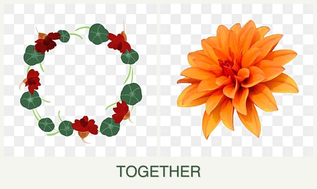 Can you plant nasturtiums and dahlias together?