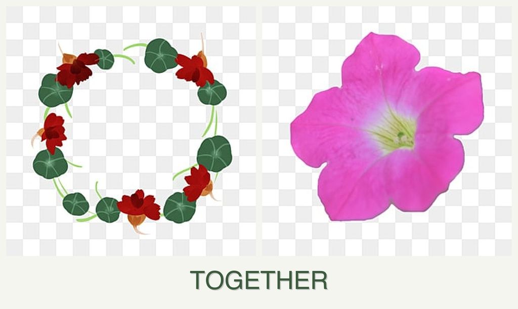 Can you plant nasturtiums and petunias together?