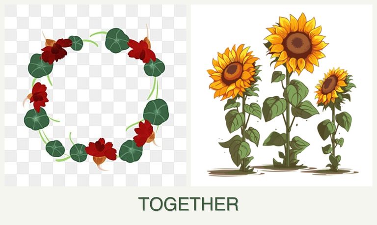 Can you plant nasturtiums and sunflowers together?