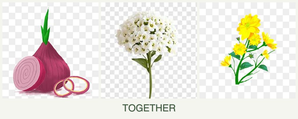 Can you plant onions, alyssum and calendula together?