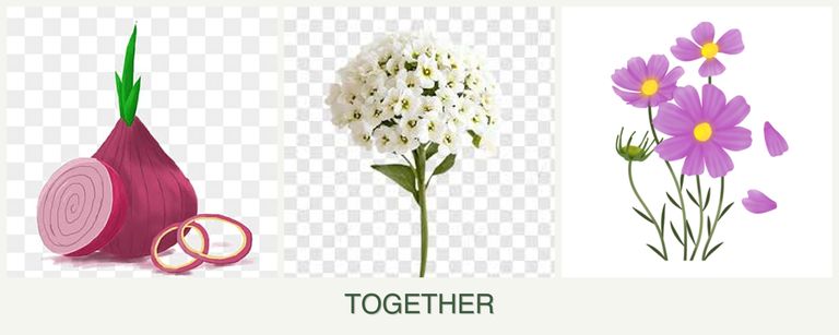 Can you plant onions, alyssum and cosmos together?