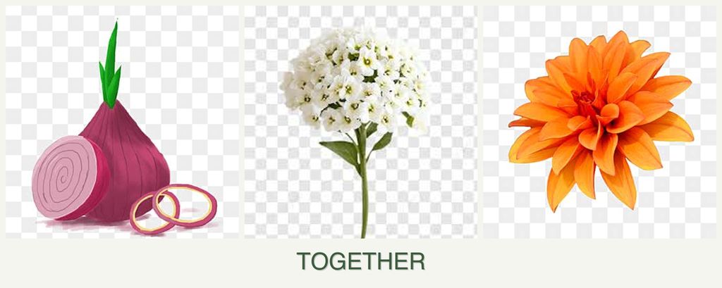 Can you plant onions, alyssum and dahlias together?