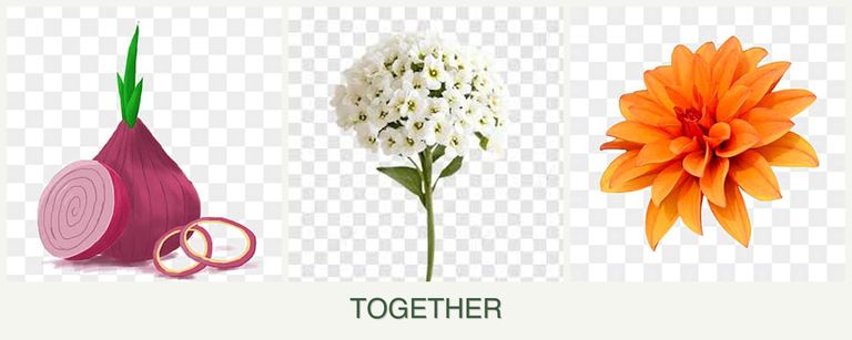 Can you plant onions, alyssum and dahlias together?