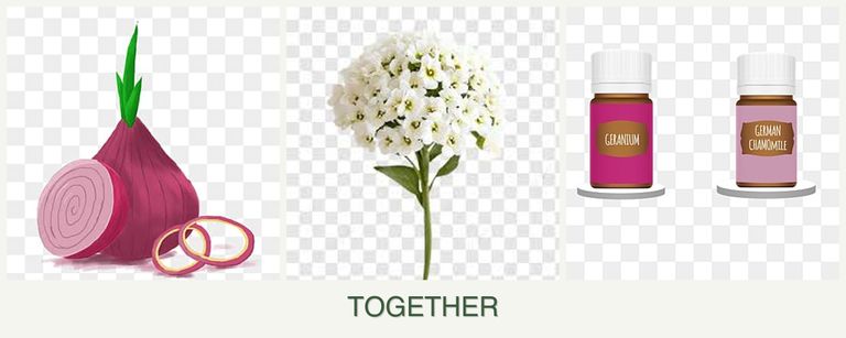 Can you plant onions, alyssum and geraniums together?