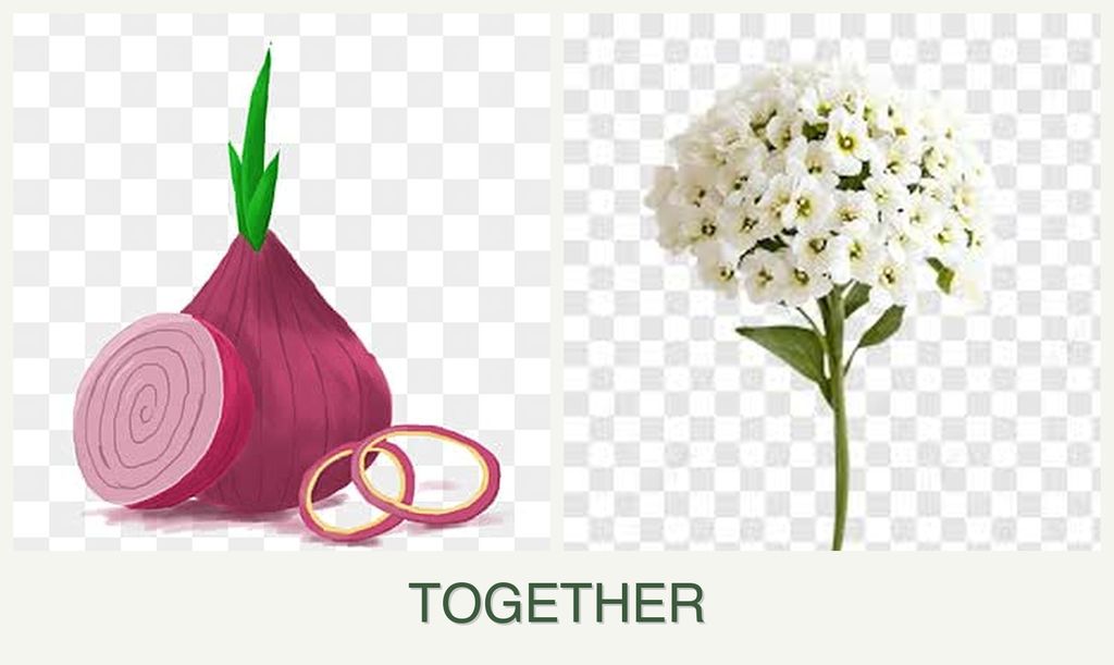 Can you plant onions and alyssum together?