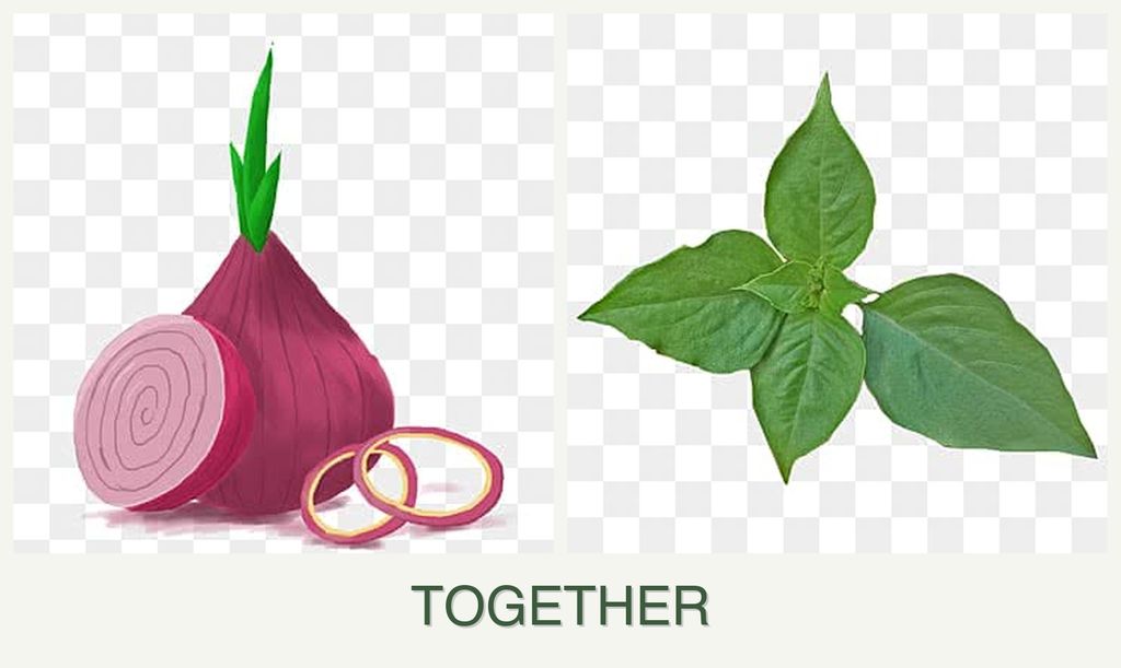 Can you plant onions and basil together?