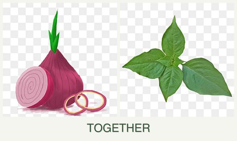 Can you plant onions and basil together?