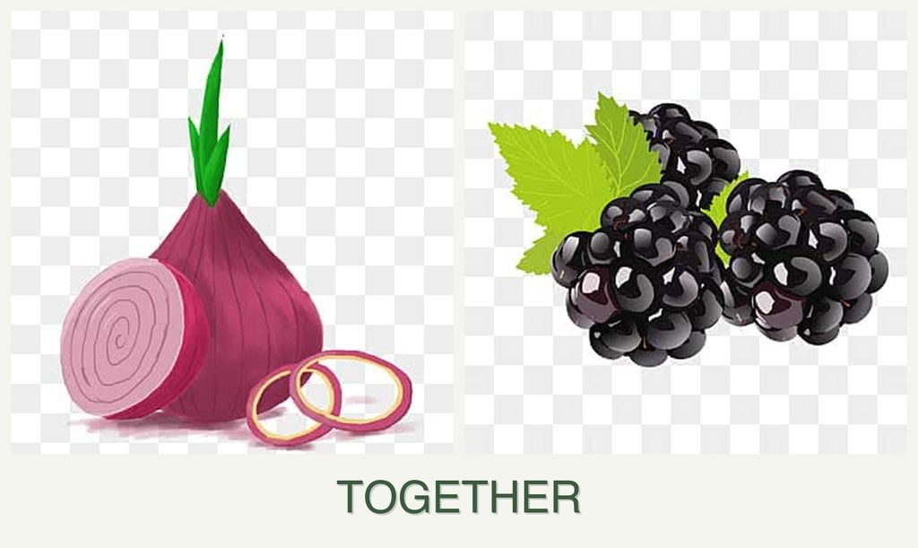 Can you plant onions and blackberries together?