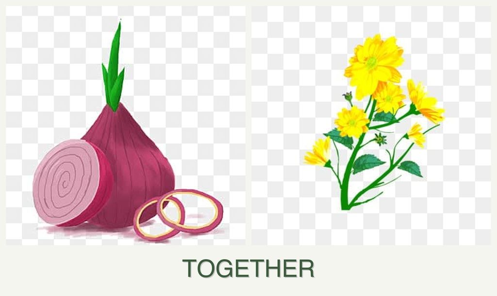 Can you plant onions and calendula together?