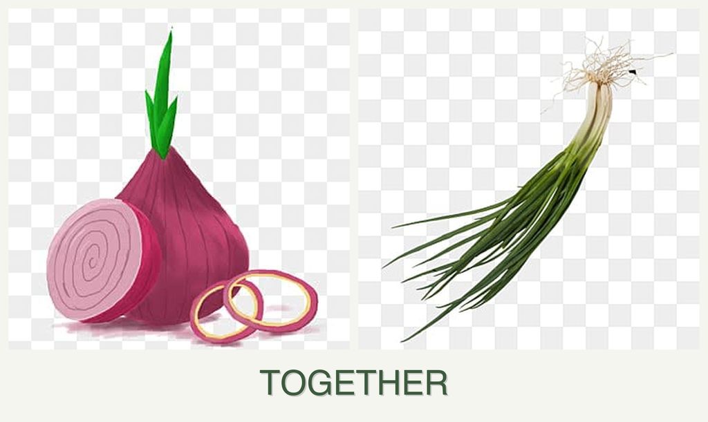 Can you plant onions and chives together?