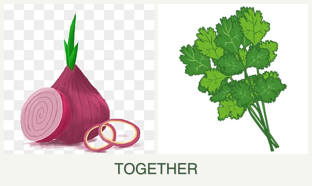 Can you plant onions and cilantro together?