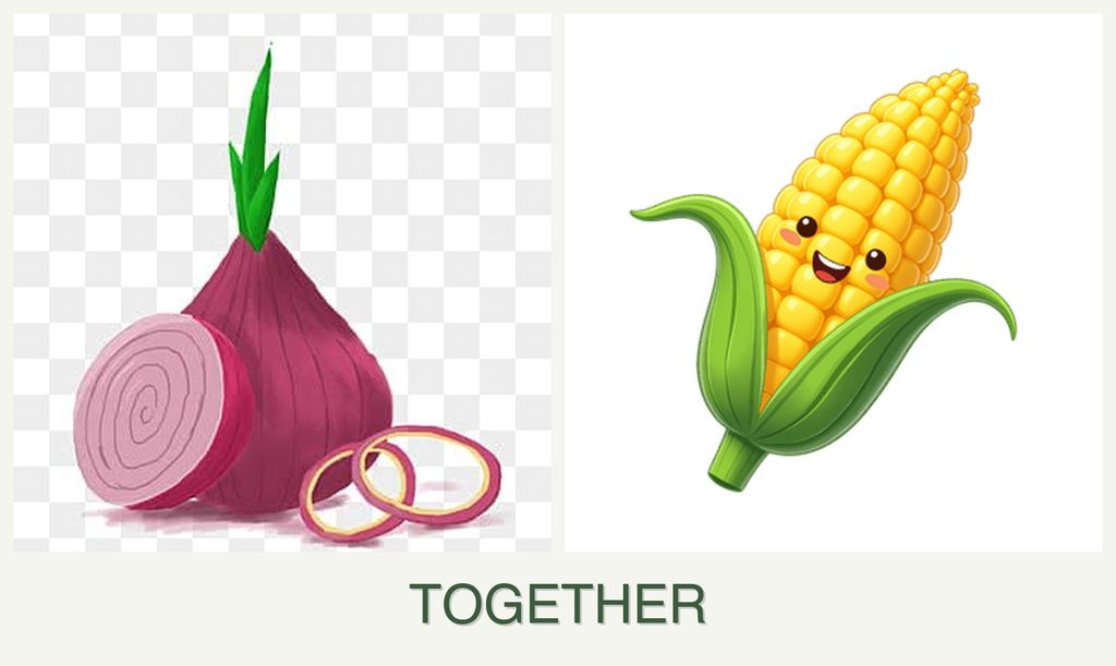 Can you plant onions and corn together?