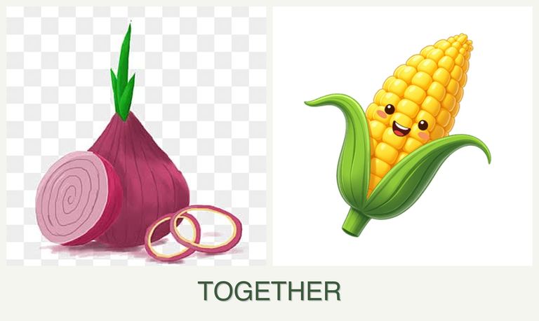 Can you plant onions and corn together?