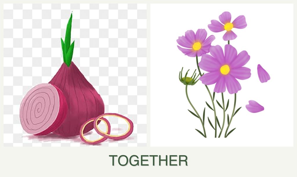 Can you plant onions and cosmos together?