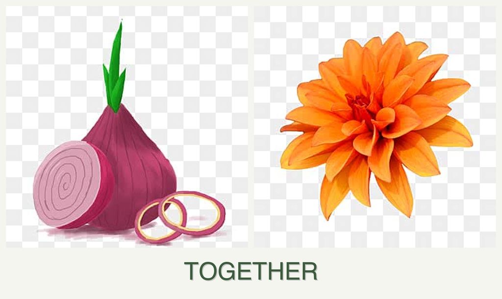 Can you plant onions and dahlias together?