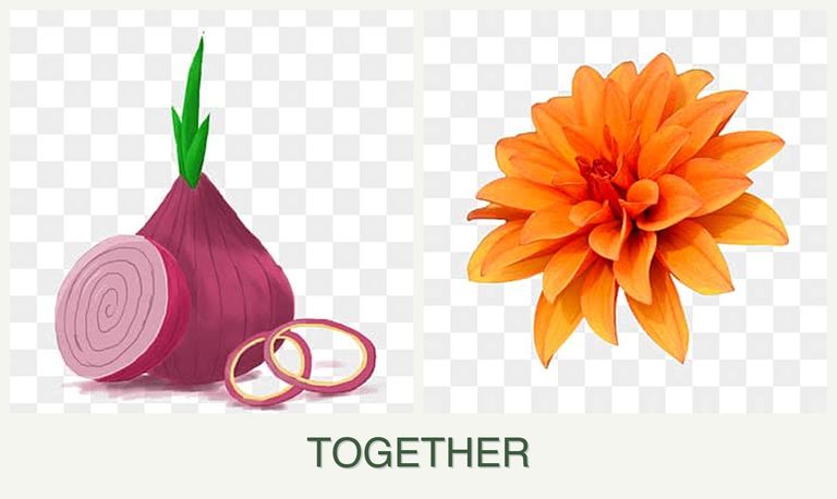 Can you plant onions and dahlias together?