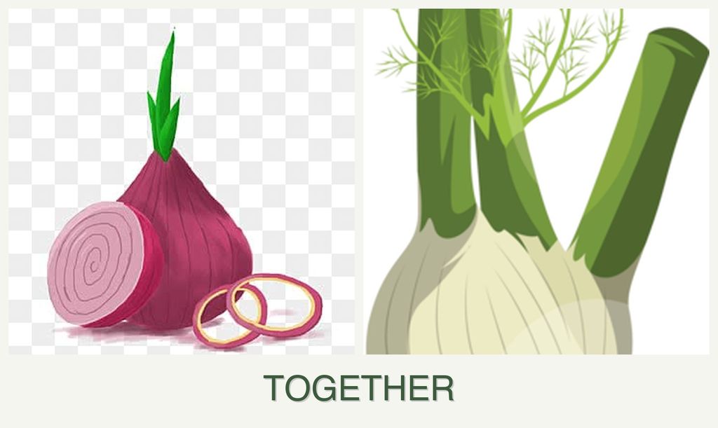Can you plant onions and fennel together?