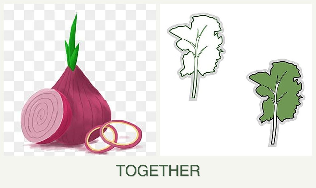 Can you plant onions and kale together?