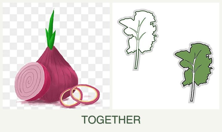 Can you plant onions and kale together?