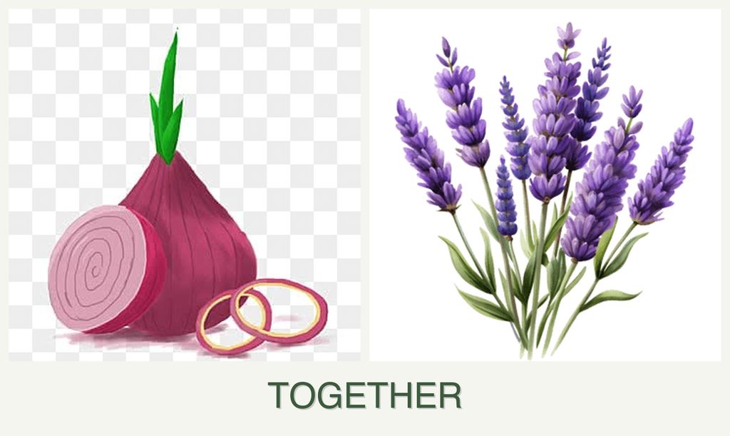 Can you plant onions and lavender together?