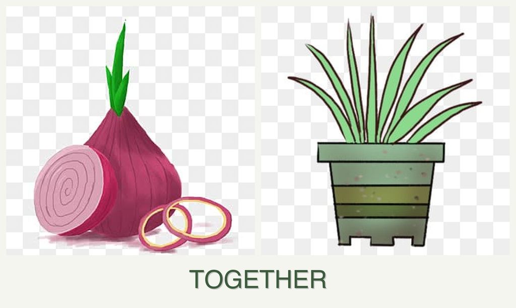 Can you plant onions and lemongrass together?