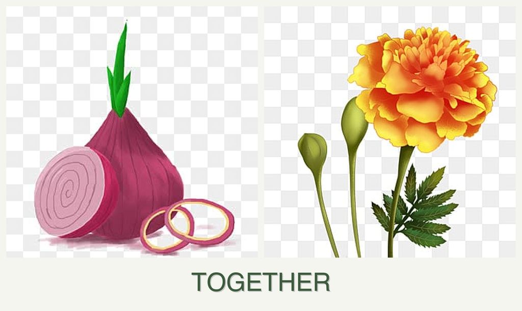 Can you plant onions and marigolds together?