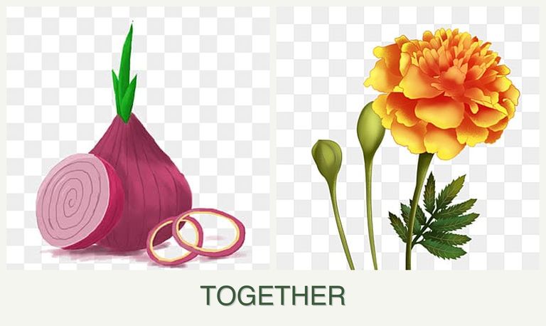 Can you plant onions and marigolds together?