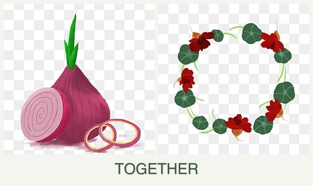 Can you plant onions and nasturtiums together?