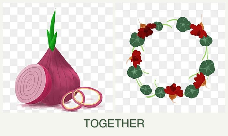 Can you plant onions and nasturtiums together?