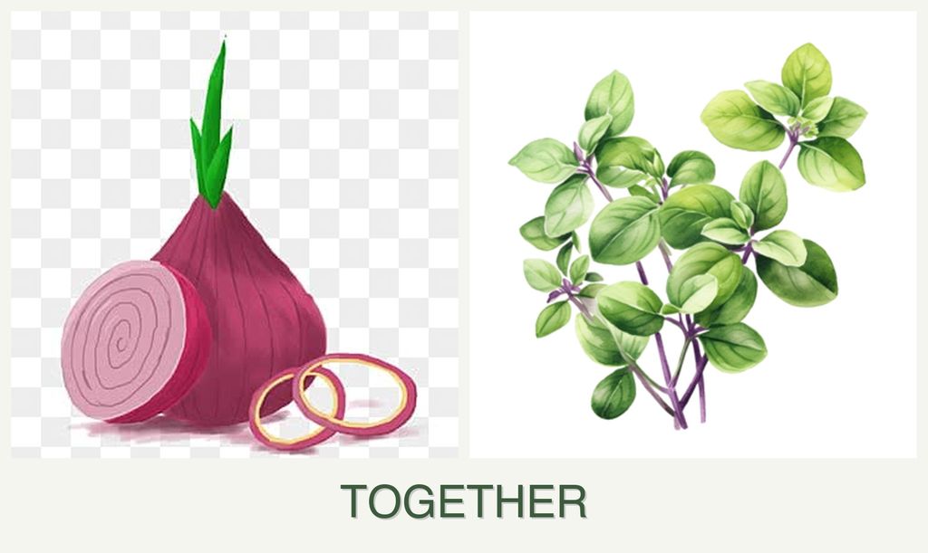 Can you plant onions and oregano together?