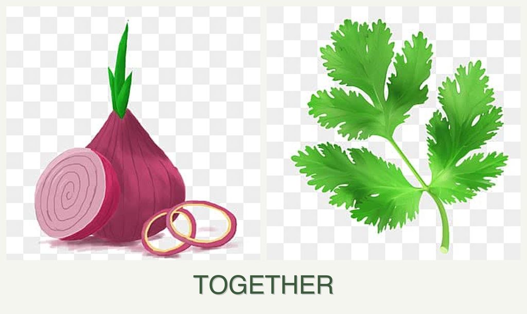 Can you plant onions and parsley together?