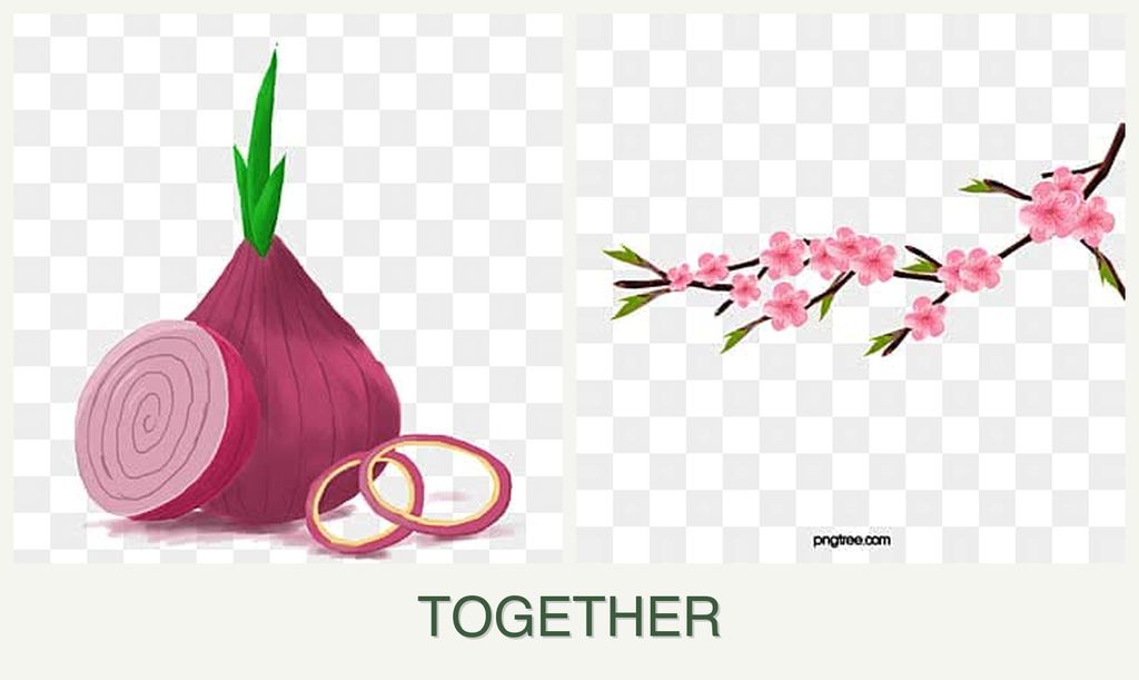 Can you plant onions and peaches together?